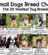 Image result for Small Pedigree Dog Breeds