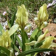 Image result for Iris suaveolens Rubromarginata