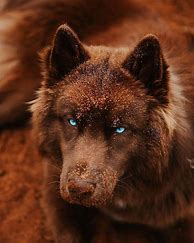 Image result for Beautiful Siberian Husky