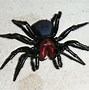 Image result for Mouse Spider Identification