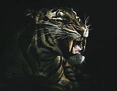 Image result for Wild Animals Wallpaper Black