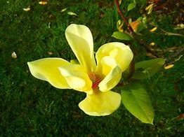 Image result for Magnolia Yellow Lantern