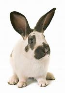 Image result for Checkered Giant Rabbit with Handler