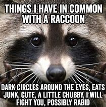 Image result for Excellent Raccoon Meme Funny