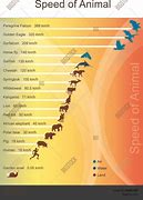 Image result for Animal Running Speed Comparison Chart