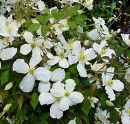 Image result for Clematis montana Grandiflora