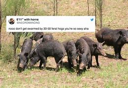 Image result for Hog Shocked iPhone Meme