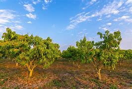 Image result for Mango Orchard