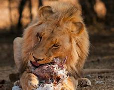 Image result for What Can a Lion Eat