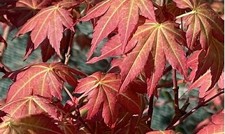 Image result for Acer palmatum Redwine
