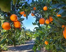Image result for Orange Tree with Fruit