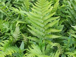 Image result for Dryopteris filix-mas