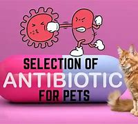 Image result for Dog Antibiotics