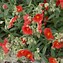 Image result for Helianthemum Henfield Brilliant