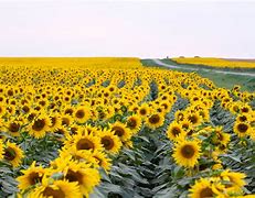 Image result for sunflowers