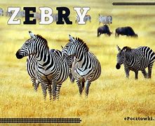 Image result for co_to_za_Żebry
