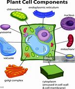 Image result for Cell Reference Chart