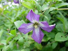 Image result for Clematis Viticella Purple