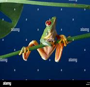 Image result for Red Eye Tree Frogs