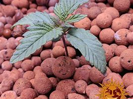 Image result for OG Kush Marijuana Seeds
