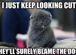 Image result for Awesome Funny Cat Memes