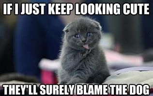 Image result for Really Funny Cat Memes