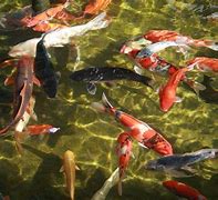 Image result for Koi Fish iPhone Wallpaper