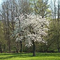 Image result for Prunus avium Vroegste der Markt
