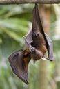 Image result for Brown Fruit Bat