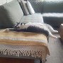 Image result for My House Not My Cat