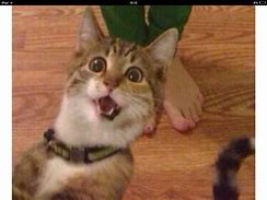 Image result for Excited Cat Meme No Words