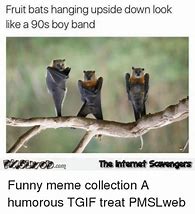 Image result for Funny Fruit Bat Meme