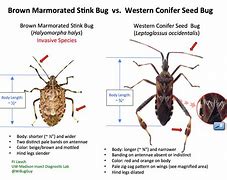 Image result for Beetle Bug Identifier