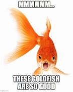 Image result for Goldfish Meme