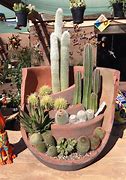 Image result for Outdoor Cactus