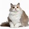 Image result for Cat Face Transparent PNG Free