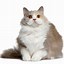 Image result for Cute Fat Fluffy Kittens