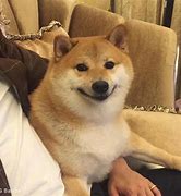 Image result for Yos Doggo Meme