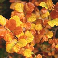 Image result for Fagus sylv. Cockleshell