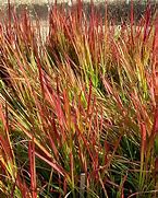 Image result for Imperata cylindrica Red Baron