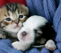 Image result for Cutest Kittens Puppies