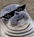 Image result for Seal Bucket Meme