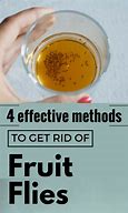 Image result for Fruit Flies Removal