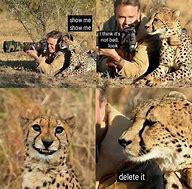 Image result for Cheetah Meme Smile Photo