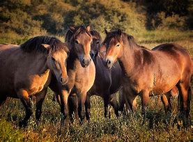 Image result for 4 Horses
