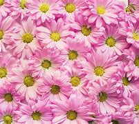 Image result for Floral Background Stock Photos