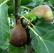 Image result for Largest Fig Fruit