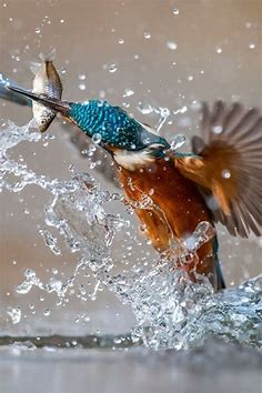 Pin by Ana on Aves in 2022 | Beautiful birds, Animals beautiful, Bird photography