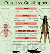 Image result for Grasshopper V Katidid V Cricket
