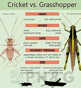 Image result for Cricket Insect vs Grasshopper